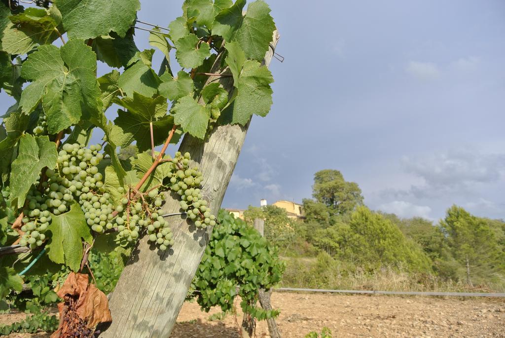Maset Del Garraf Pensionat Olesa de Bonesvalls Exteriör bild